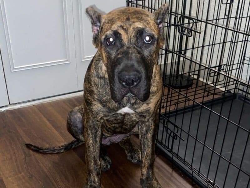 Nala primary photo