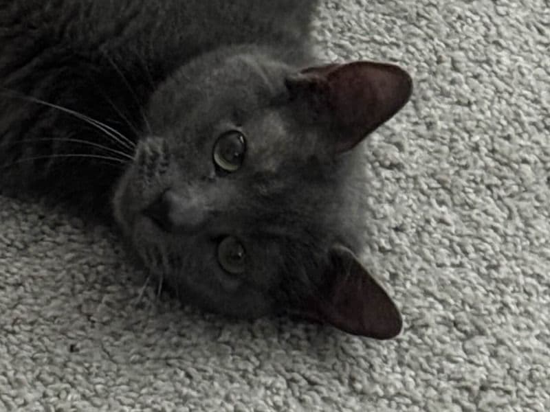 Miso primary photo