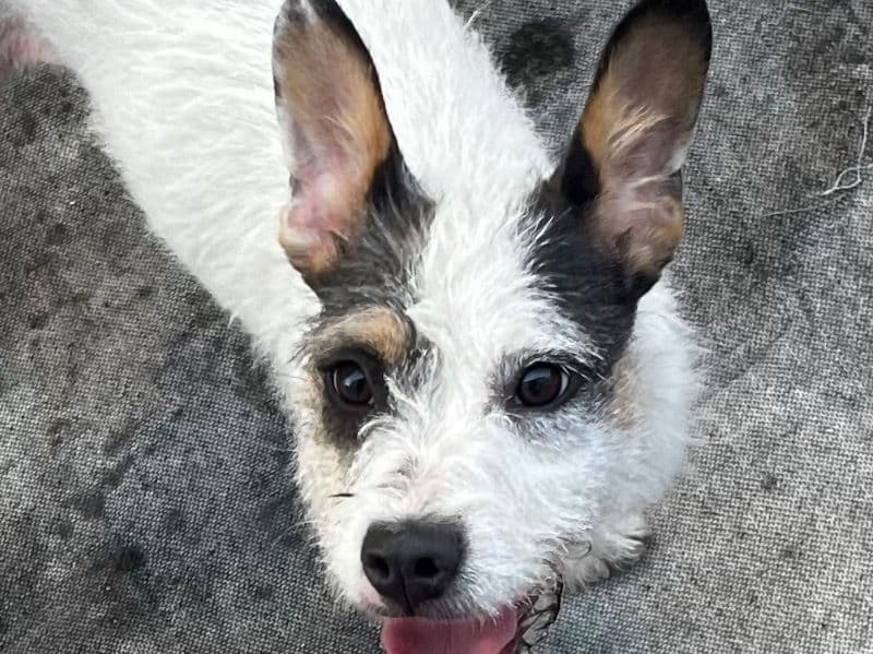Bella primary photo
