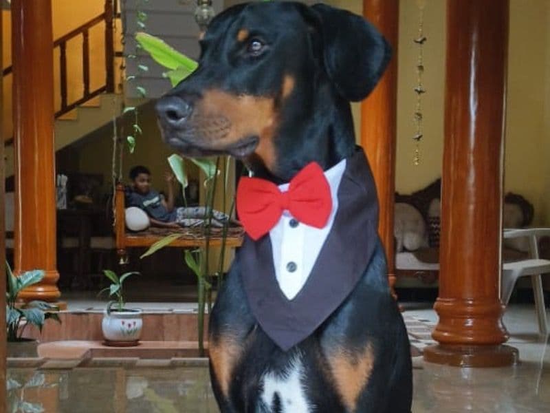 Leo primary photo