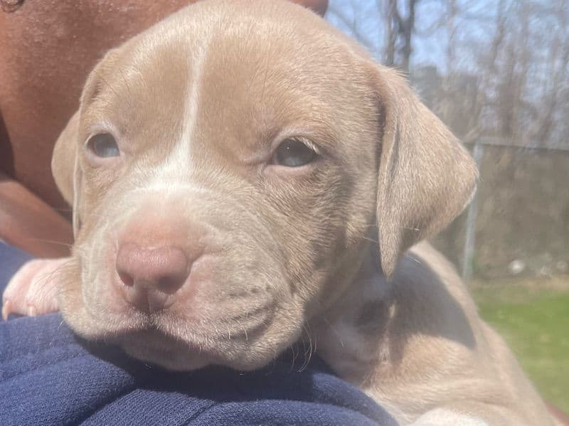 American Bully primary photo