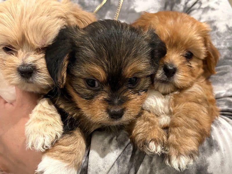 Puppy primary photo