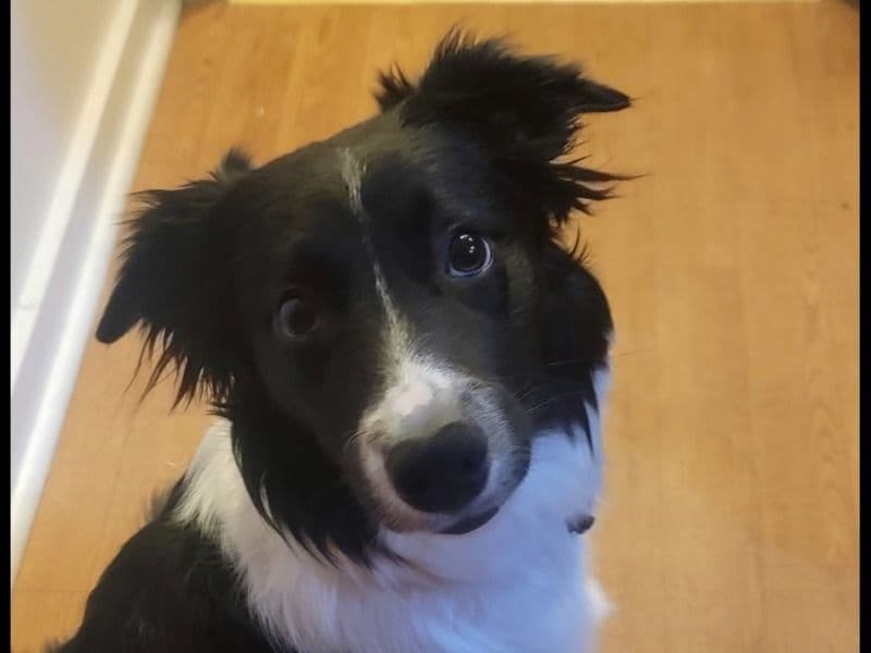 Ozzie primary photo