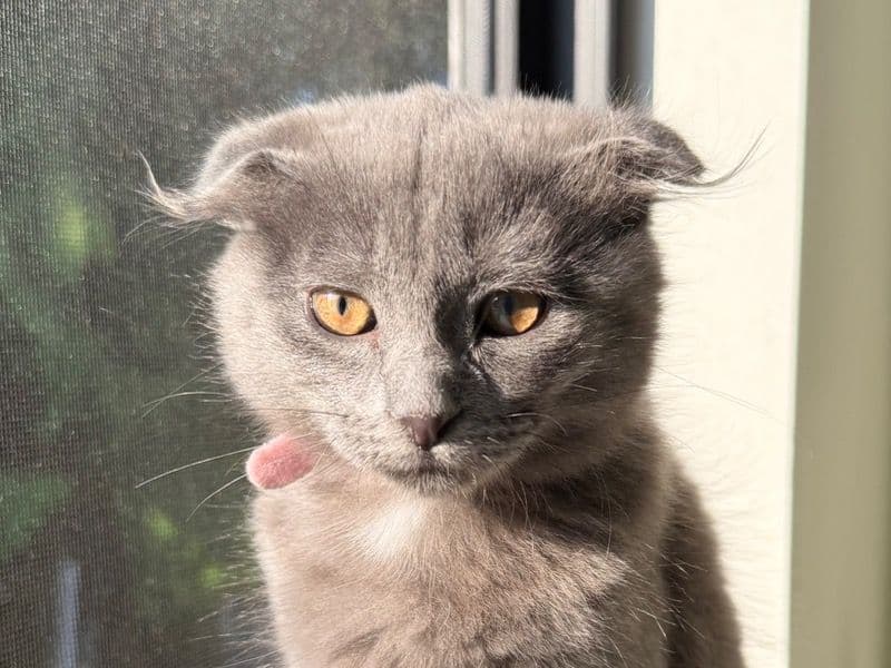 Luna primary photo