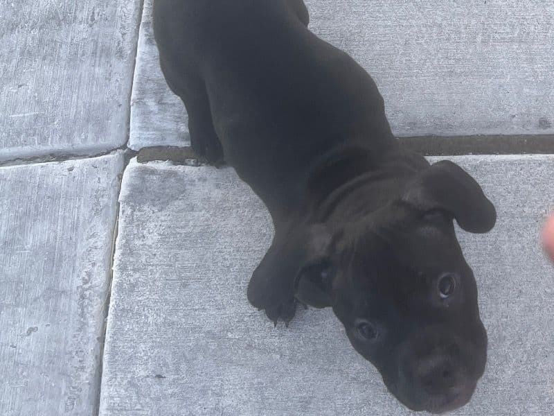 Draco primary photo