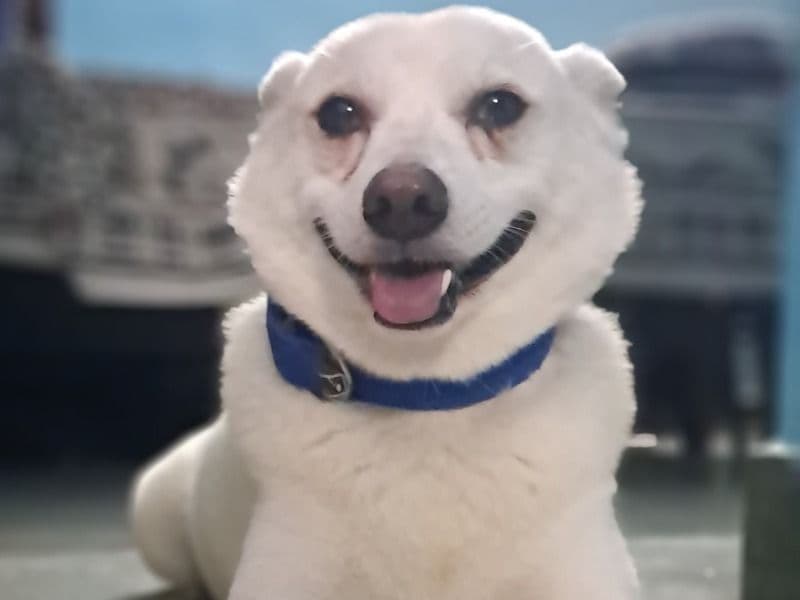 Casper primary photo