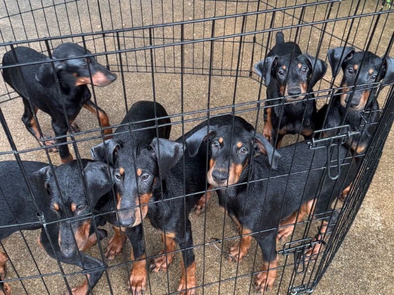 5 Males 3 Females primary photo