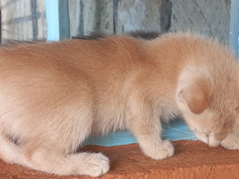 Luna primary photo
