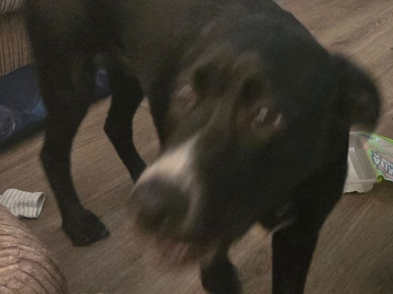 Trixie primary photo