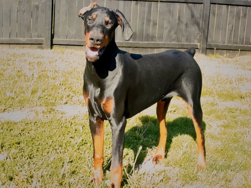 Dagger primary photo