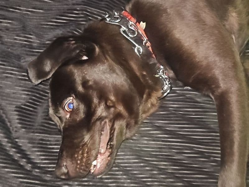 Jack primary photo