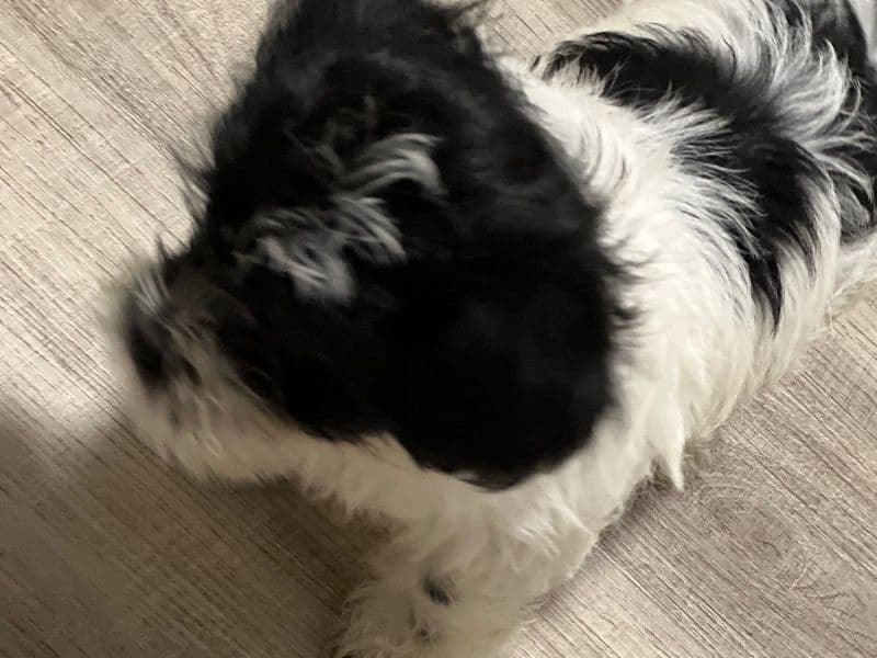 Oreo primary photo