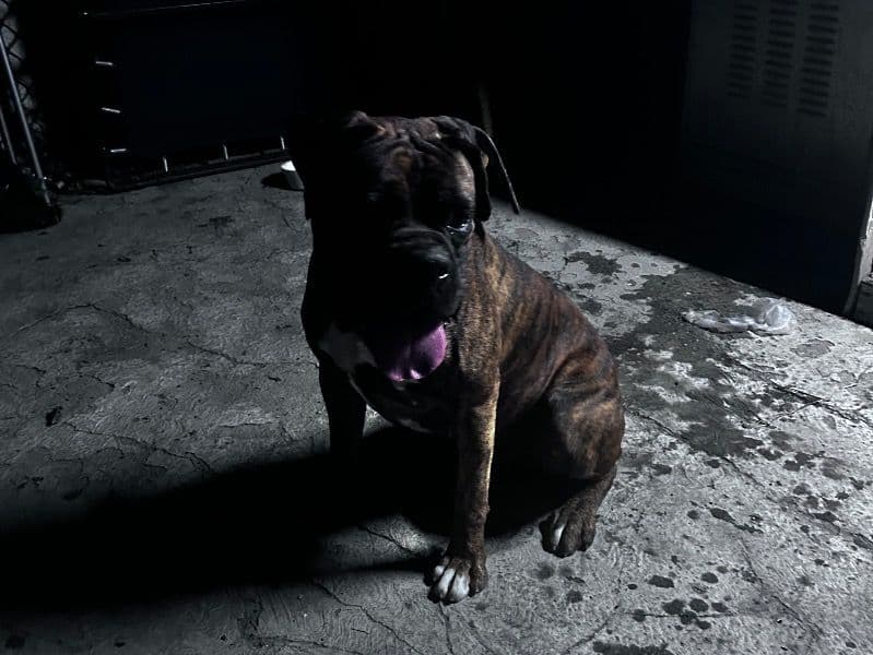 Champ primary photo
