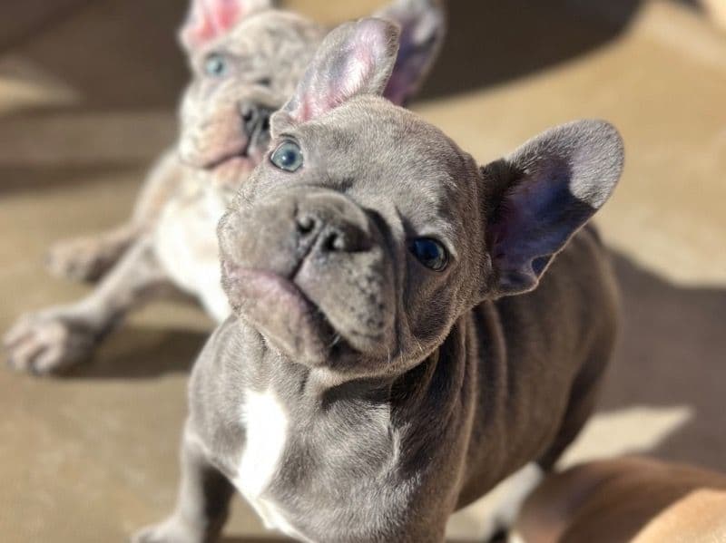 Blue primary photo