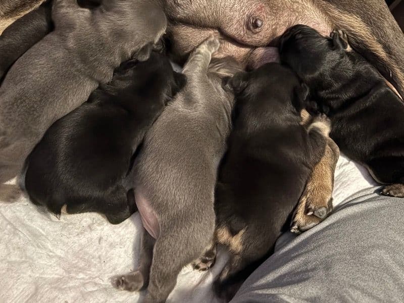 French Bulldog Litter primary photo