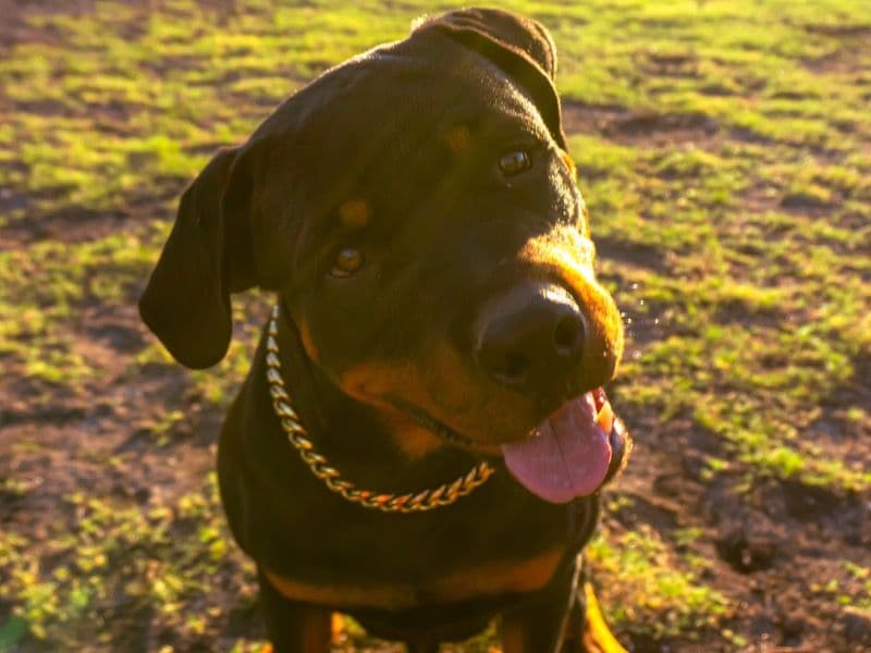Bane primary photo