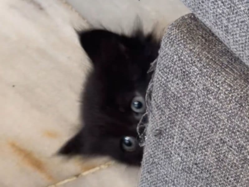 Blackie primary photo