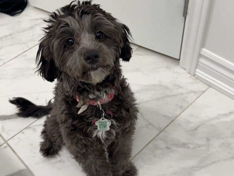 Olive primary photo