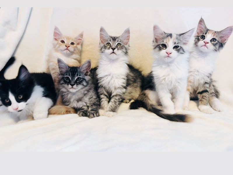 Kittens primary photo
