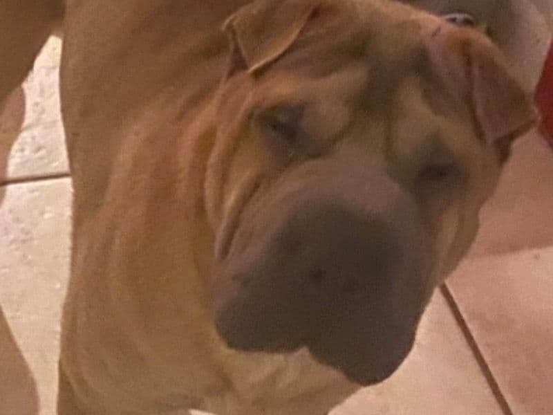 Baloo primary photo