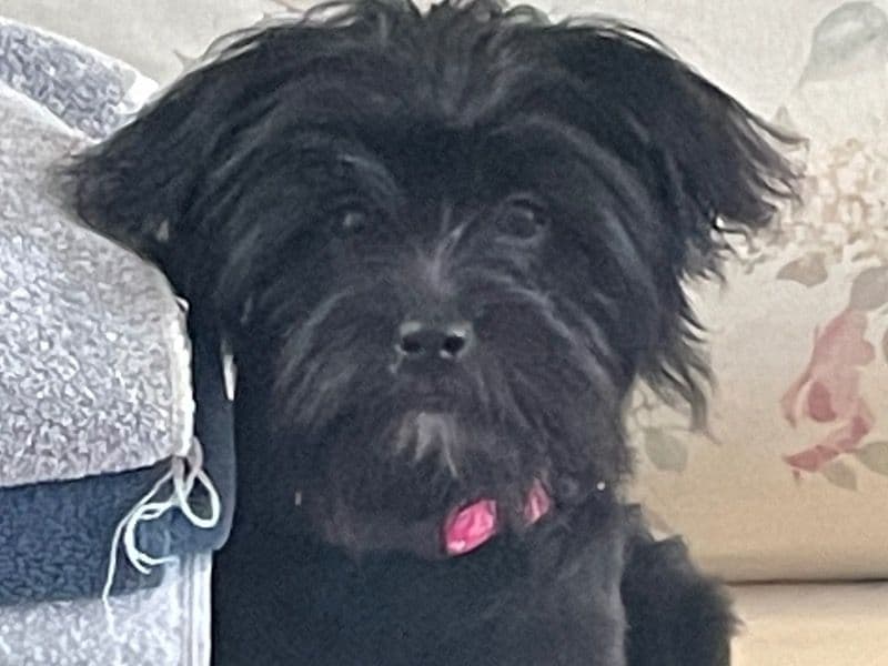Lucy primary photo