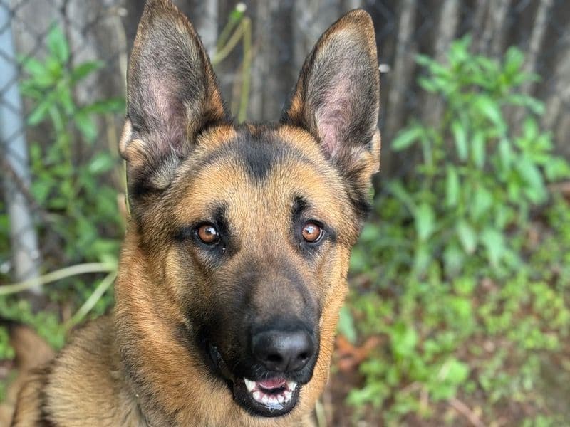 Zeus primary photo