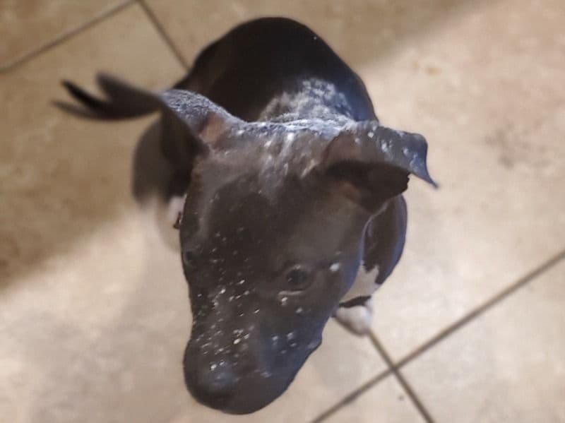 Oreo primary photo