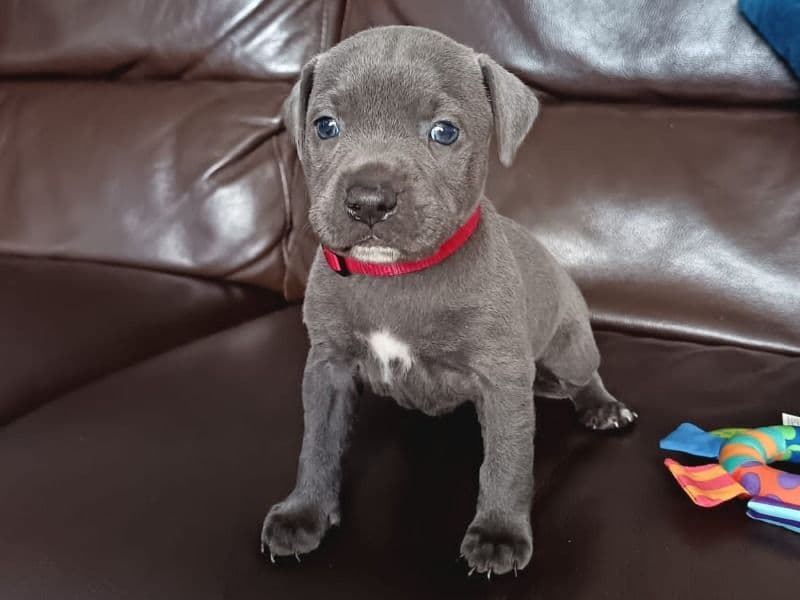 Red Collar primary photo