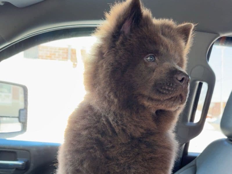 Bear primary photo