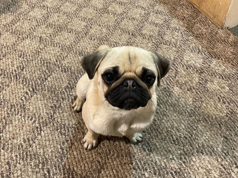 Lucy primary photo