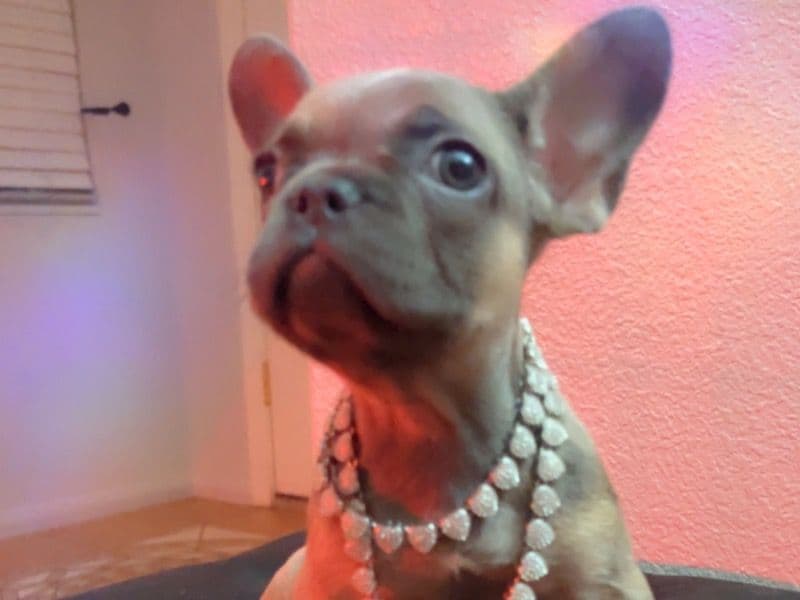 Prada primary photo