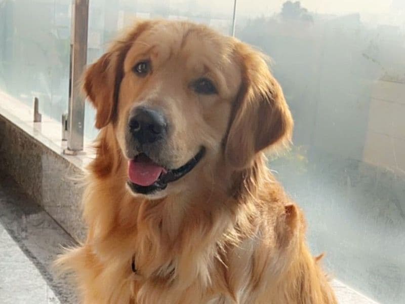 Momo primary photo