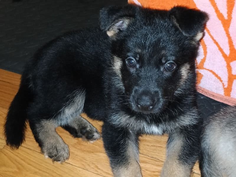 Bear primary photo