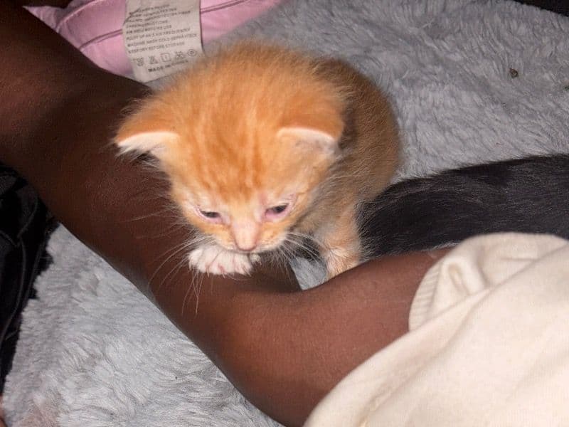 I Have 3 Males Kitten And 2 Female primary photo