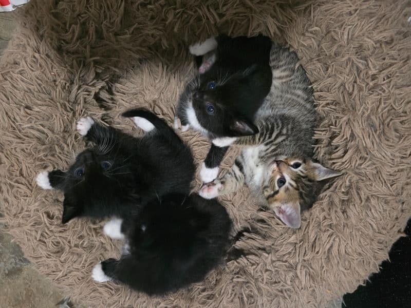 Male Calico Kitten primary photo