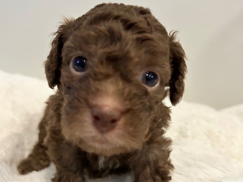 Theon primary photo