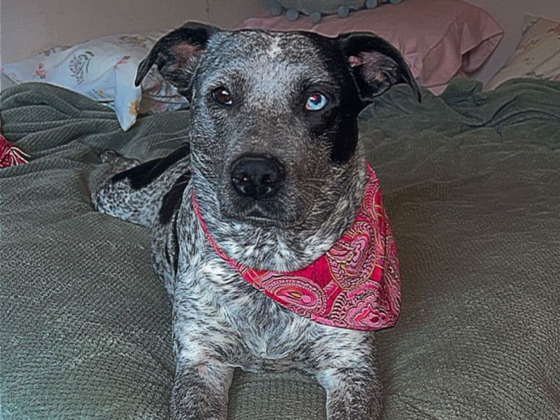 Pepper primary photo