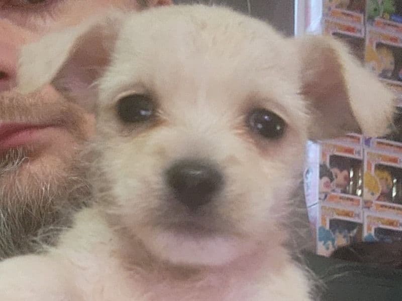 Puppies primary photo