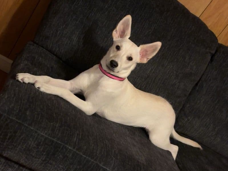 Zena primary photo