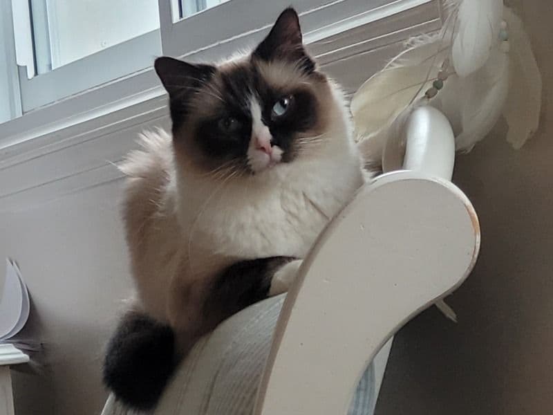 Mittens primary photo