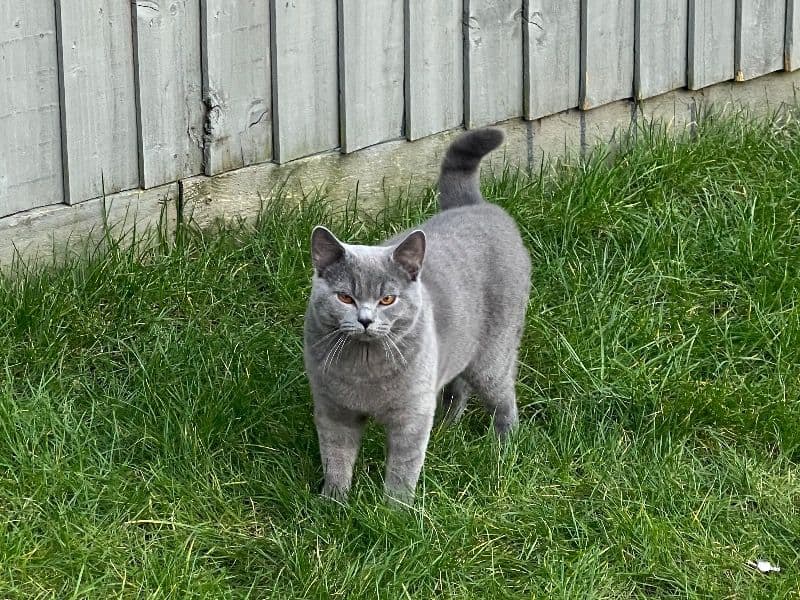 Smokey primary photo