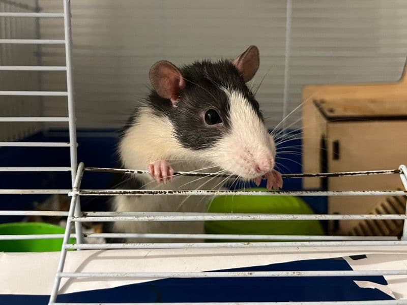 Remmy primary photo