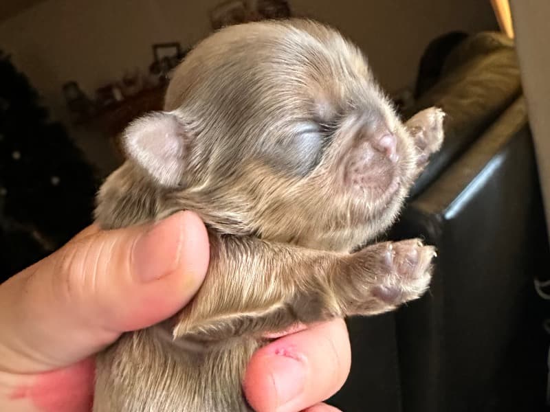 Shihtzu Puppies primary photo