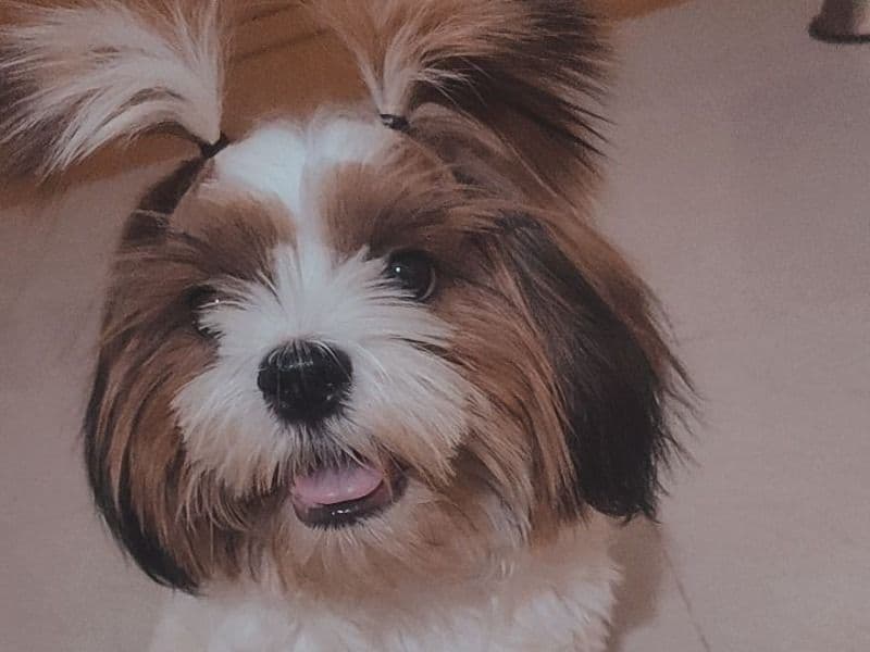 Milo primary photo