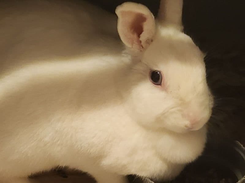 Bunbun primary photo