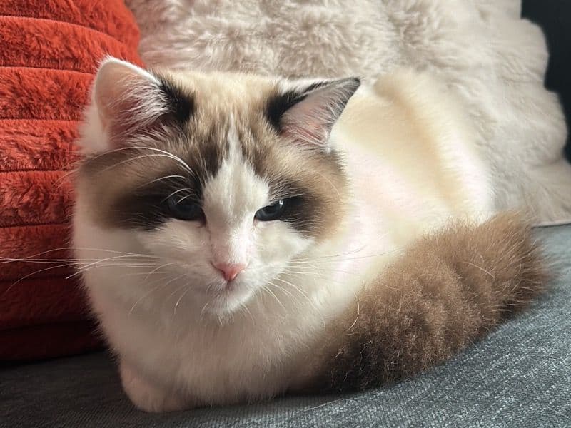 Molly primary photo