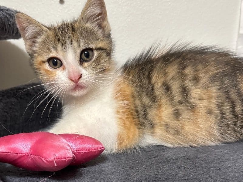Callie primary photo