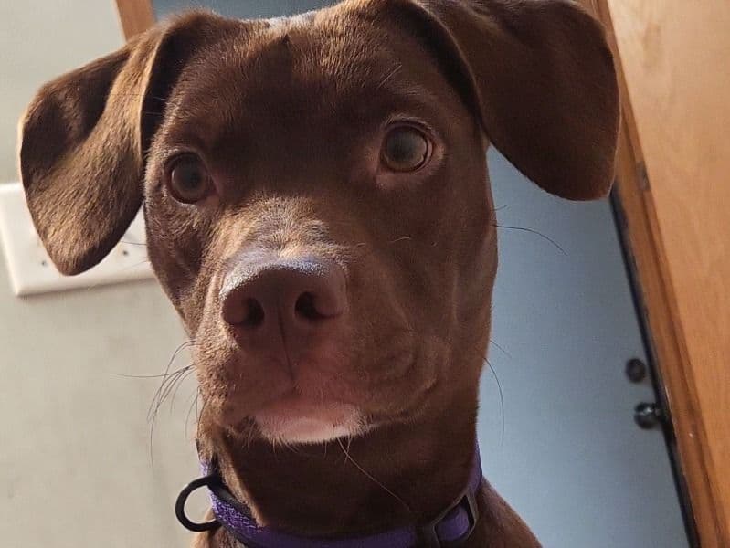 Coco primary photo