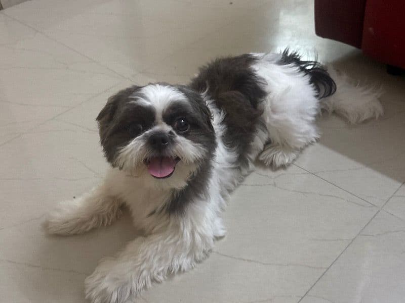 Phoebe primary photo