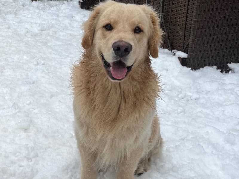 Simba primary photo